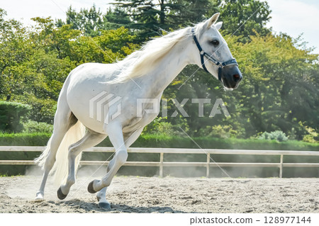 一匹白馬在馬場上悠閒地奔跑 128977144