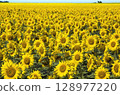 Sunflower field in full seasonal bloom stretches with golden petals and lush greenery capturing summer peak. 128977220