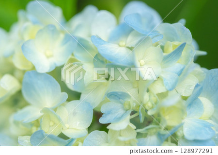 June Flowers: Hydrangea flowers on a rainy day 95 June Flowers: Hydrangea flowers on a rainy day 95 128977291