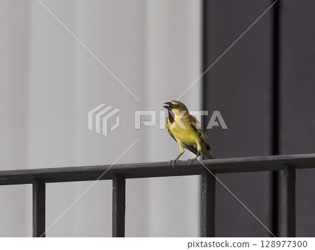 A red-eared sparrow resting on a railing 128977300