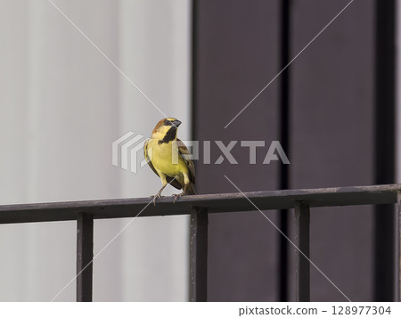 A red-eared sparrow resting on a railing 128977304