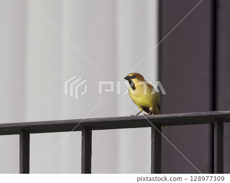 A red-eared sparrow resting on a railing 128977309