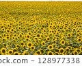Endless field of golden sunflowers in full seasonal bloom. 128977338