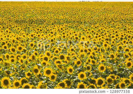 Endless field of golden sunflowers in full seasonal bloom. 128977338