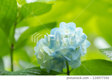 June Flowers: Hydrangea flowers on a rainy day 91 128977392