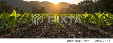 Golden sunrise shines over a banana plantation, young plants in neat rows glowing in morning light, evoking renewal, hope, and fertile harvests. 128977441