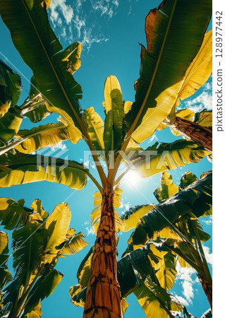 Low angle view looking up through tall banana trees, sunbeams filter through large green leaves and a bright blue sky, expressing vitality and energy. 128977442