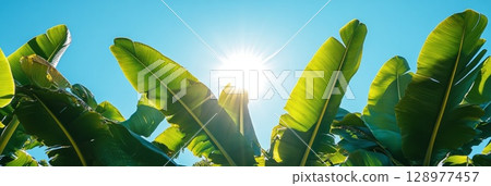 Wide view of banana plantation with brilliant green leaves shimmering in sunlight, open blue sky highlights freshness and tropical abundance. 128977457