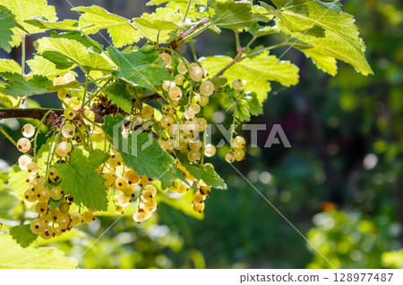 sweet white currant on the twig in summer. outdoor garden environment with ripe organic berry. sunny day. healthy homegrown food. delicious and juicy natural snack cluster full of vitamin 128977487