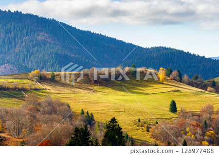 scenic carpathian mountain landscape in autumn. alpine countryside with forest and meadow on the rolling hills. beautiful outdoor scenery of ukraine for travel in fall season on a sunny day 128977488