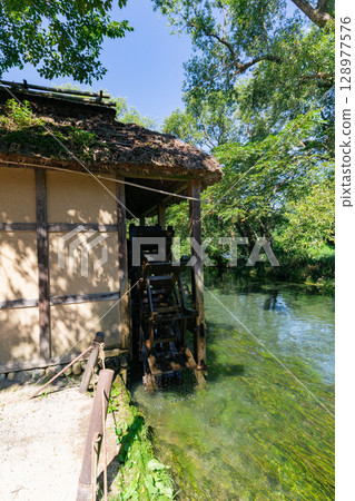 <Azumino> Spectacular view of the waterwheel and beautiful stream at Daio Wasabi Farm <Azumino> Spectacular view of the waterwheel and beautiful stream at Daio Wasabi Farm 128977576