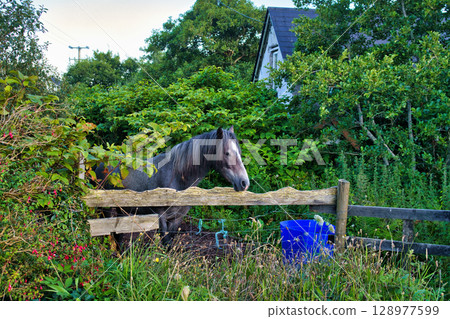 A beautiful grey horse peeks over a wooden fence in a lush, green Irish countryside setting. A beautiful grey horse peeks over a wooden fence in a lush, green Irish countryside setting. 128977599