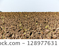 Sunflower field nearing end-of-season, with wilted blooms and dry stalks swaying under a moody sky. 128977631