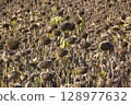 Sunflower field during late season, with faded blooms and dried stems under, 128977632