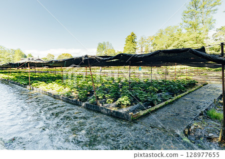 <Azumino> Wasabi fields at Daio Wasabi Farm 128977655