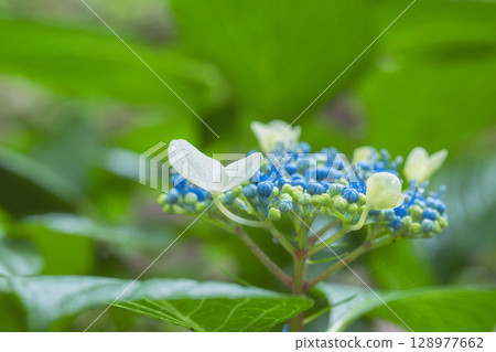 June Flowers: Hydrangea Buds and Flowers on a Rainy Day 106 June Flowers: Hydrangea Buds and Flowers on a Rainy Day 106 128977662