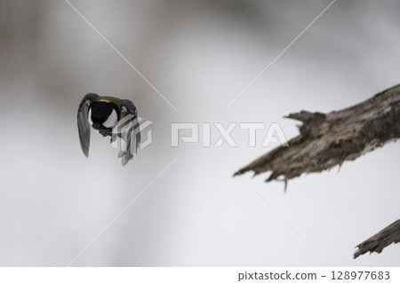 α9Ⅲ拍攝前範例:Tit α9Ⅲ拍攝前範例:Tit 128977683