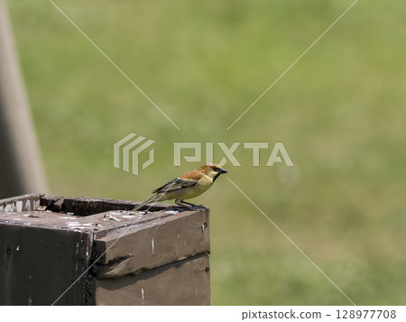 Redback sparrow perched on a post 128977708