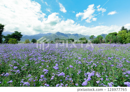 <Nagano> Large flower bed at Azumino Chihiro Park <Nagano> Large flower bed at Azumino Chihiro Park 128977765