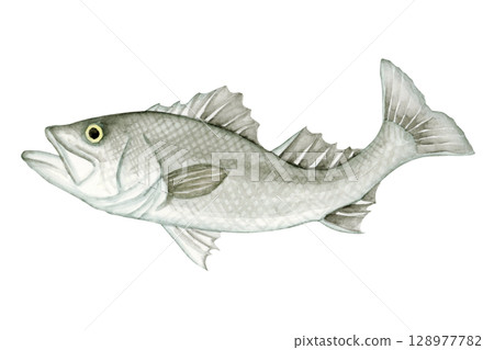 海釣釣魚魚鱸魚水彩插圖 128977782