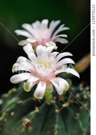 Gymnocalycium ,Gymnocalycium mihanovichii or gymnocalycium mihanovichii variegated with flower or cactus flower or pink flower Gymnocalycium ,Gymnocalycium mihanovichii or gymnocalycium mihanovichii variegated with flower or cactus flower or pink flower 128978122