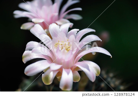 Gymnocalycium ,Gymnocalycium mihanovichii or gymnocalycium mihanovichii variegated with flower or cactus flower or pink flower 128978124