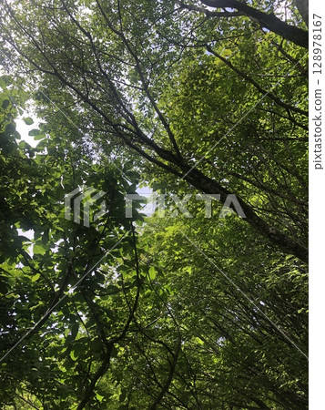 Looking up at the fresh green trees 128978167