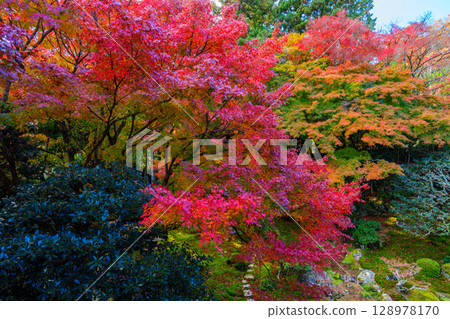 舊竹林院的紅葉 128978170