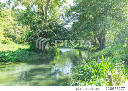 <Azumino> Spectacular view of the waterwheel and beautiful stream at Daio Wasabi Farm 128978277
