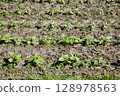 Sunflowers in May, Young sunflower field in early growth phase. 128978563