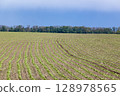 Early-season sunflower field with uniform emergence and well-spaced seedlings. 128978565
