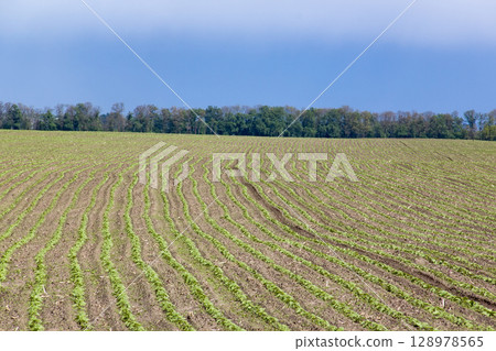 Early-season sunflower field with uniform emergence and well-spaced seedlings. 128978565