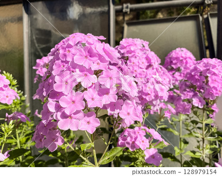 Bunch of pink flowers are in a garden Bunch of pink flowers are in a garden 128979154