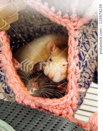 Two rats are sleeping in a pink and blue blanket 128979239