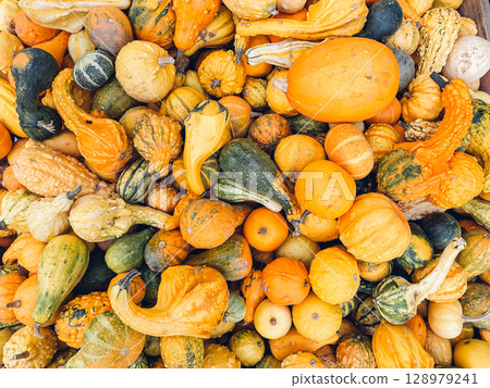 Pile of squash and pumpkins of various colors and sizes Pile of squash and pumpkins of various colors and sizes 128979241