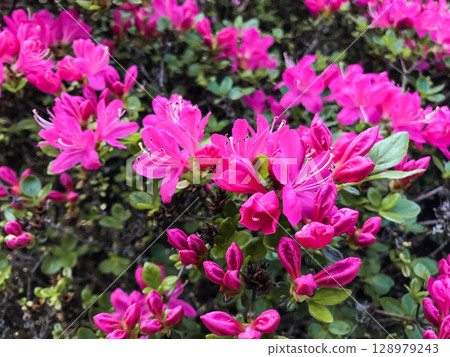 Bunch of pink flowers are in a field Bunch of pink flowers are in a field 128979243