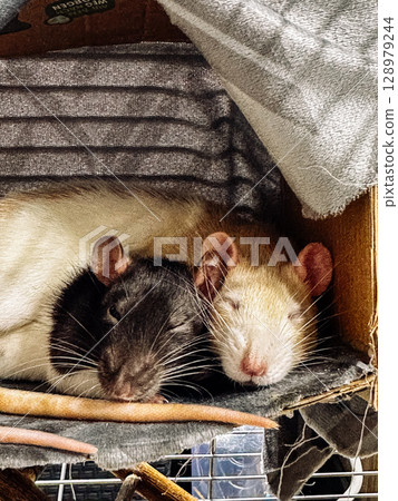 Two rats are sleeping in a cardboard box 128979244