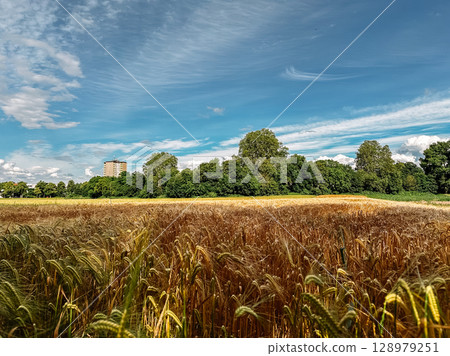 Field of golden wheat with a blue sky in the background 128979251