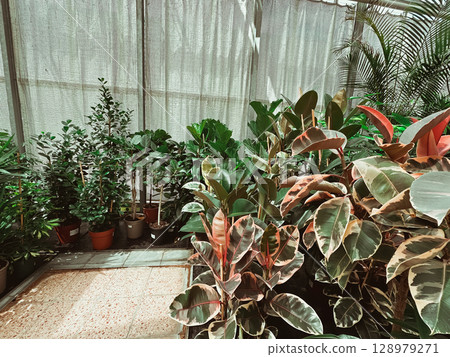Greenhouse with many plants, including a few potted plants 128979271