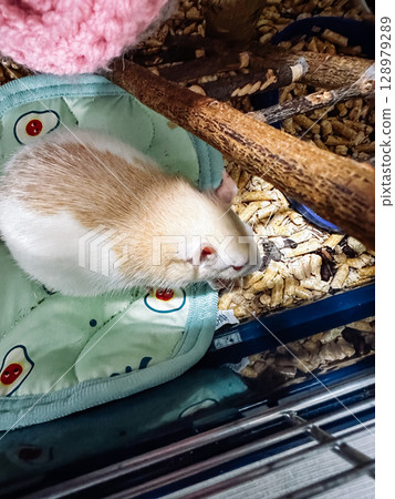 Small white and tan rodent is laying on a green cloth in a cage Small white and tan rodent is laying on a green cloth in a cage 128979289