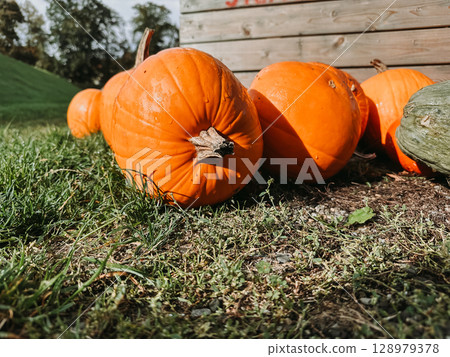 Pile of pumpkins on the ground 128979378