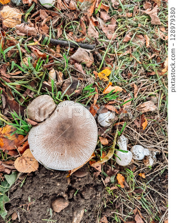 Mushroom is sitting on the ground next to some leaves 128979380