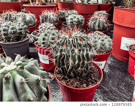 Bunch of cacti in red pots 128979385