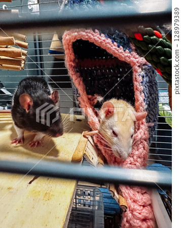 Two rats are in a cage with a pink blanket 128979389