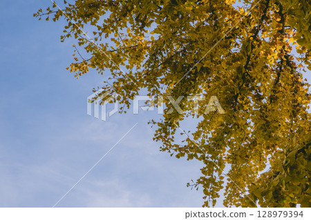 Tree with leaves is in the foreground and the sky is blue 128979394