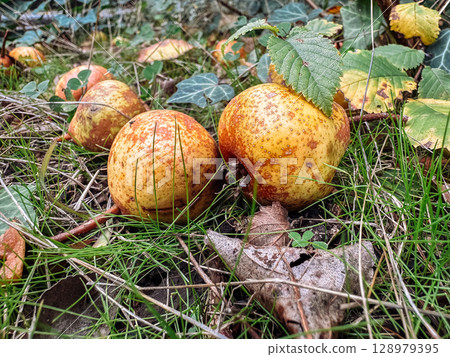 Two apples are on the ground, one of which is covered in dirt Two apples are on the ground, one of which is covered in dirt 128979395