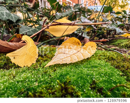 Leaf is laying on a green mossy ground Leaf is laying on a green mossy ground 128979396