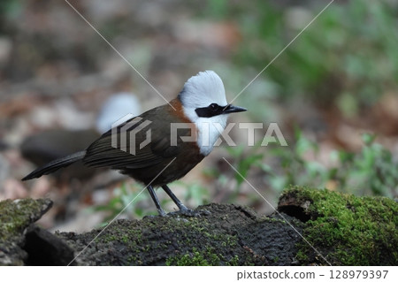 White-crested owl 128979397