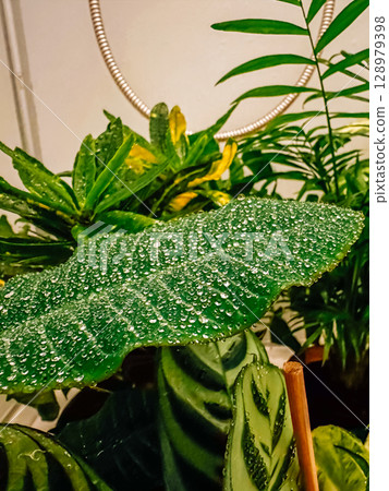 Leaf with dew drops on it is surrounded by other plants 128979398