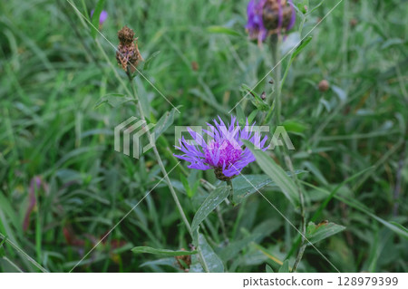 Purple flower is in a field of green grass 128979399